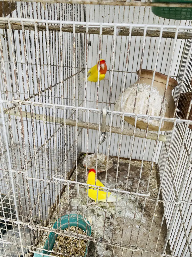 Love Birds — photo 6