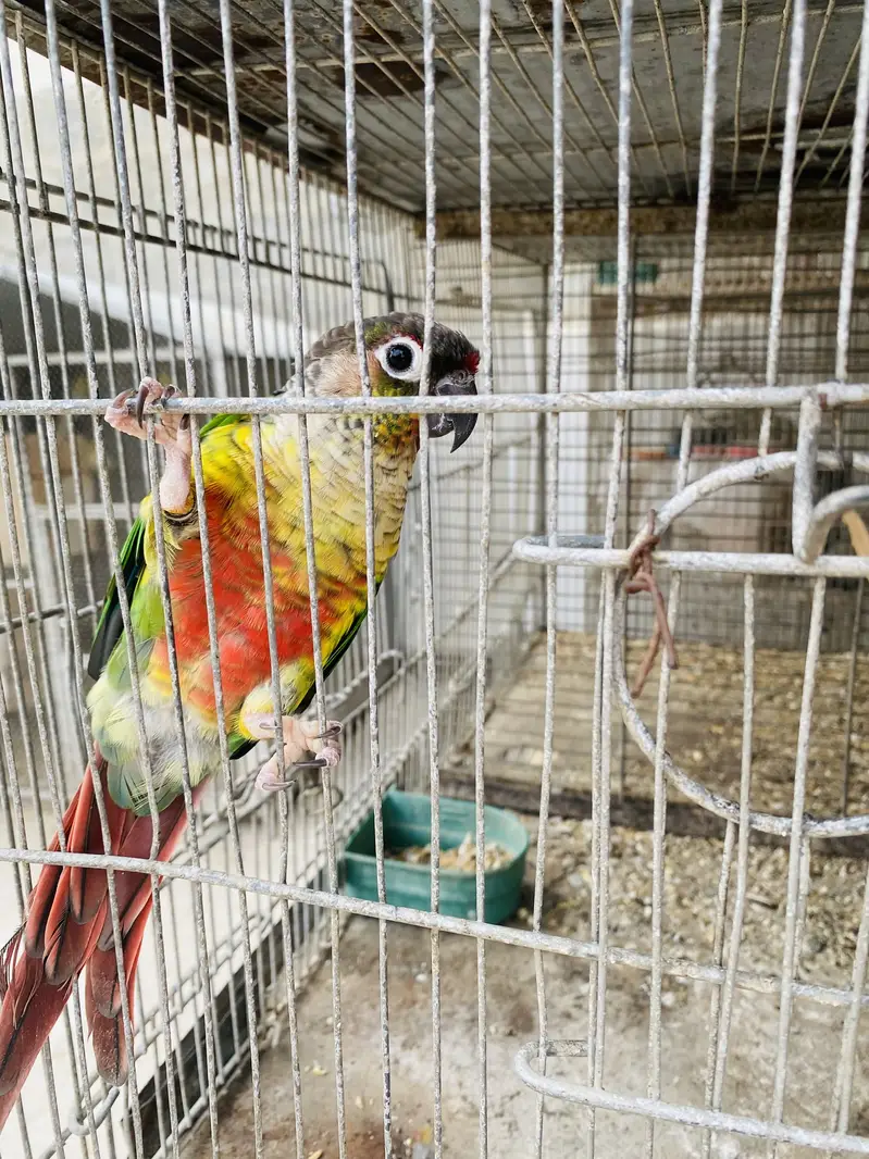 Love Birds — photo 8