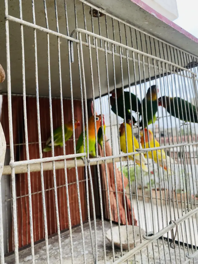 Love Birds — photo 2
