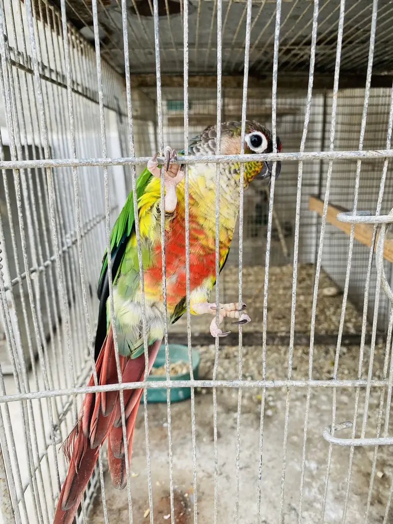 Love Birds — photo 10