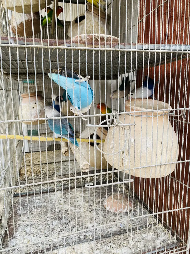 Love Birds — photo 3