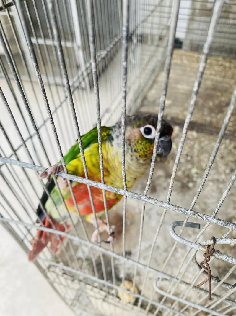 Love Birds — photo 11