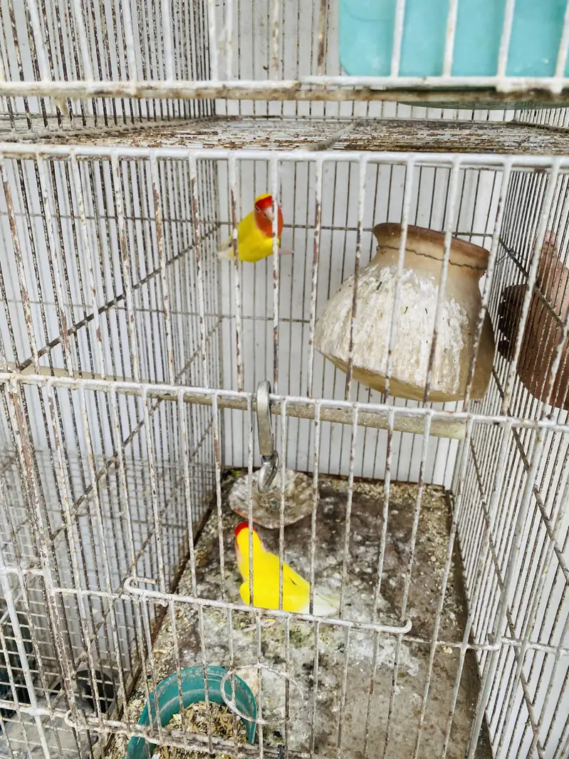 Love Birds — photo 7