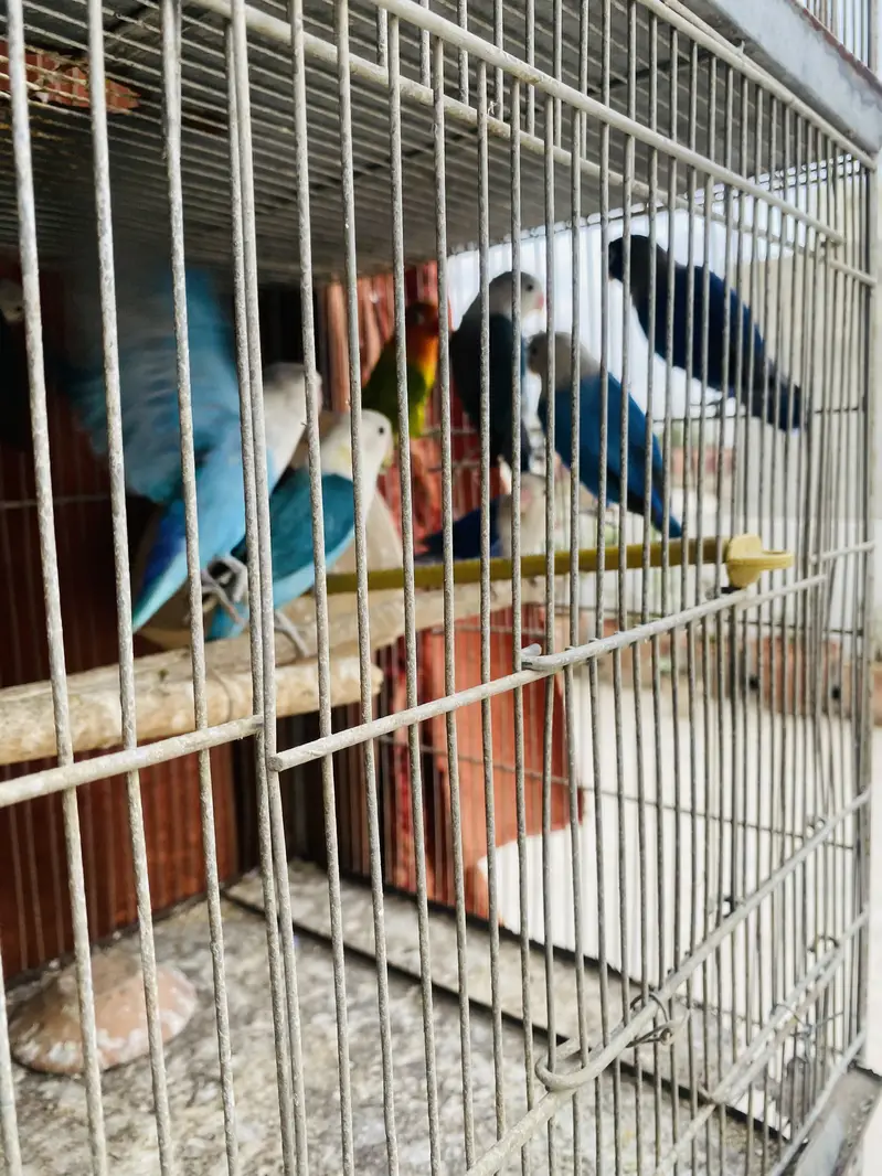 Love Birds — photo 5
