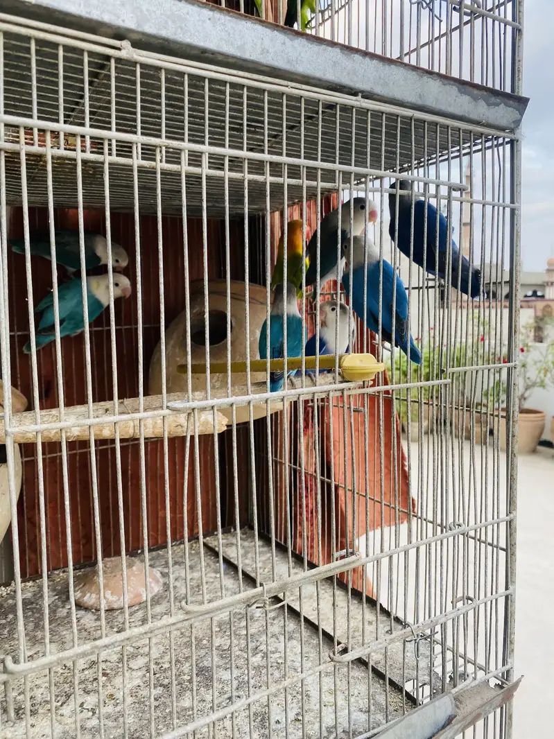 Love Birds — photo 4