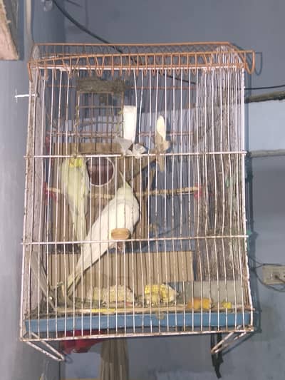 creem cockatil