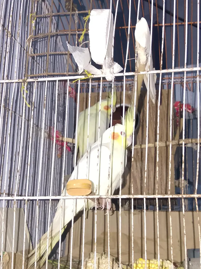 creem cockatil — photo 2
