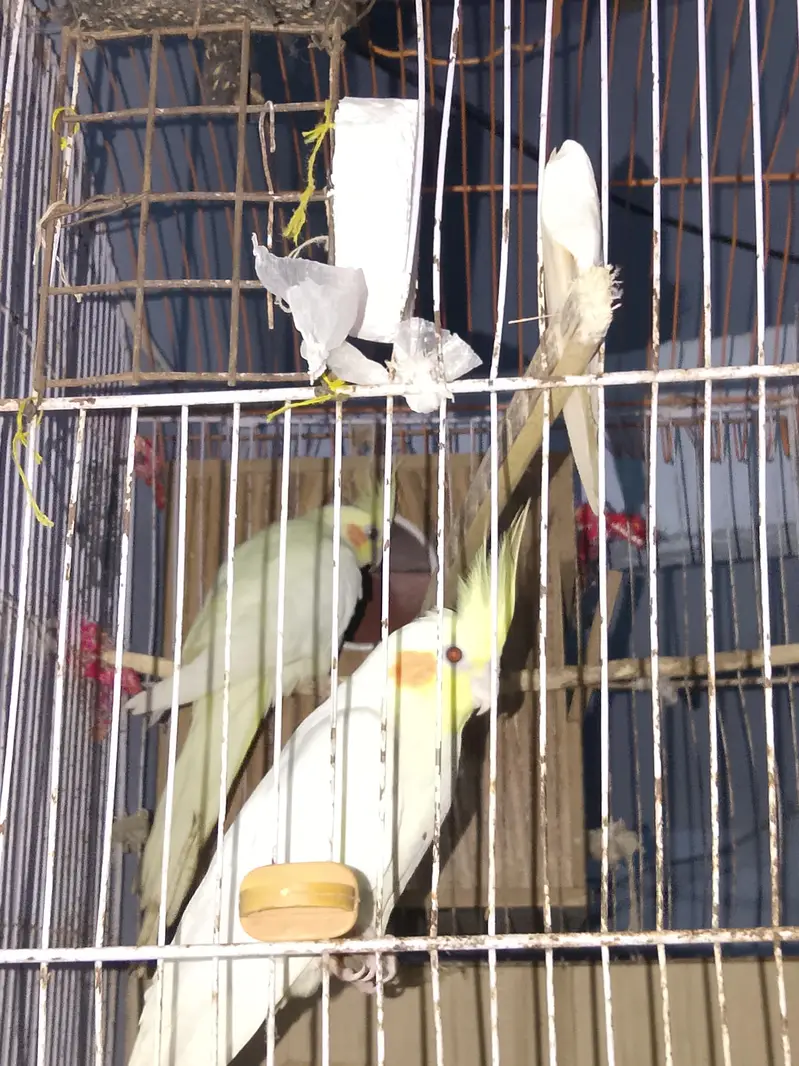 creem cockatil — photo 3