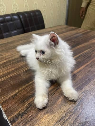 Persian kitten