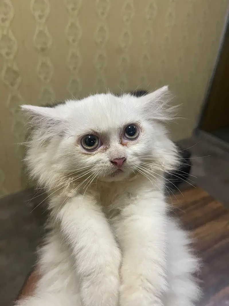 Persian kitten — photo 2