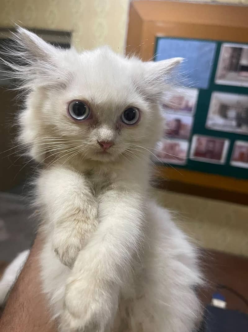 Persian kitten 2