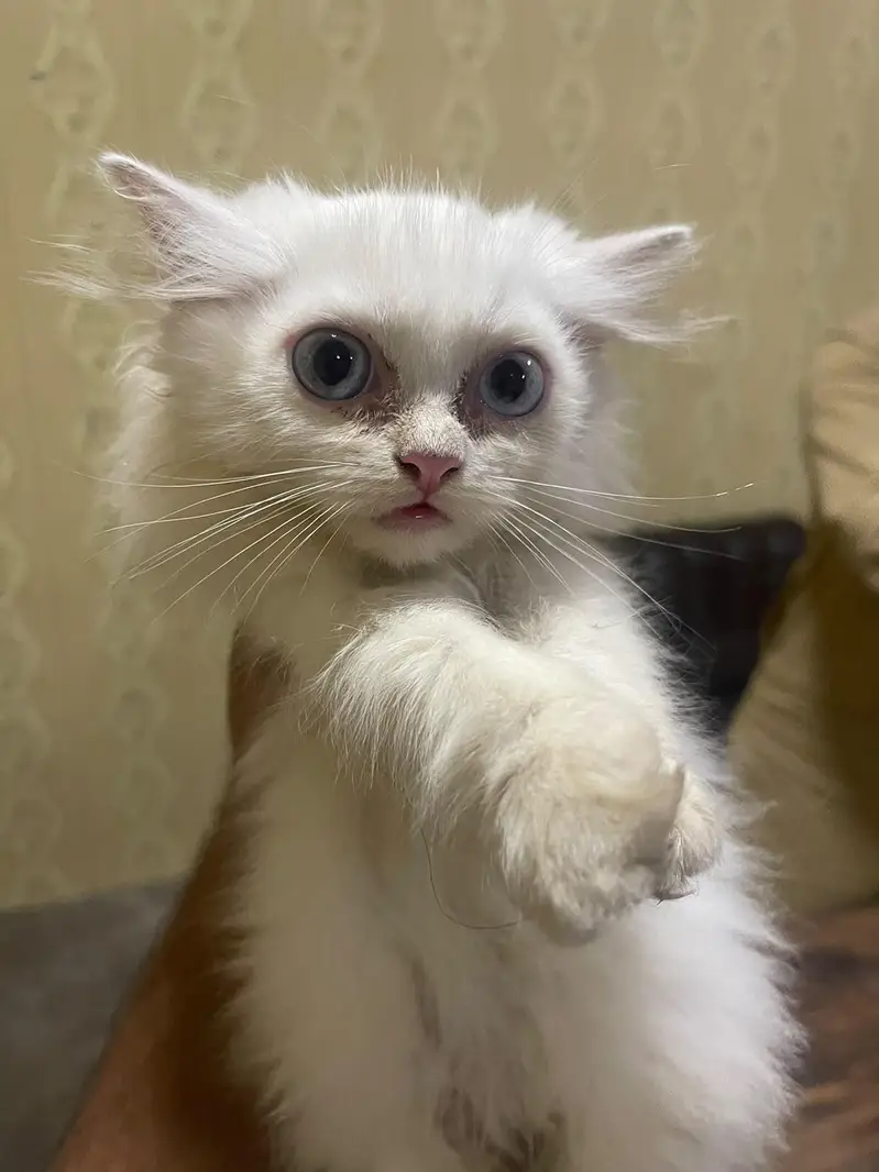 Persian kitten — photo 4