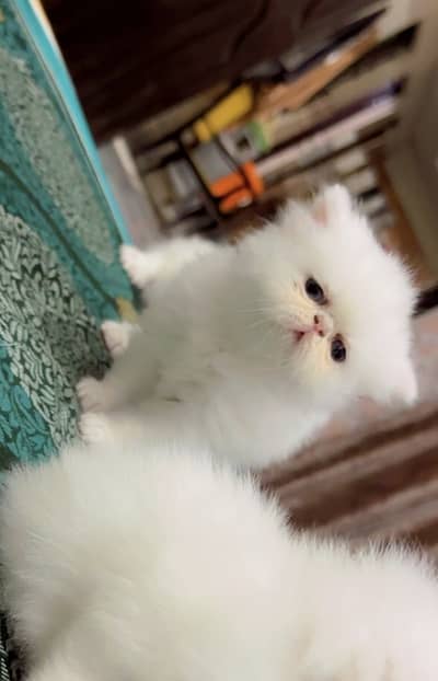 Peki face triple coated kittens 40 days age cute and friendly playing