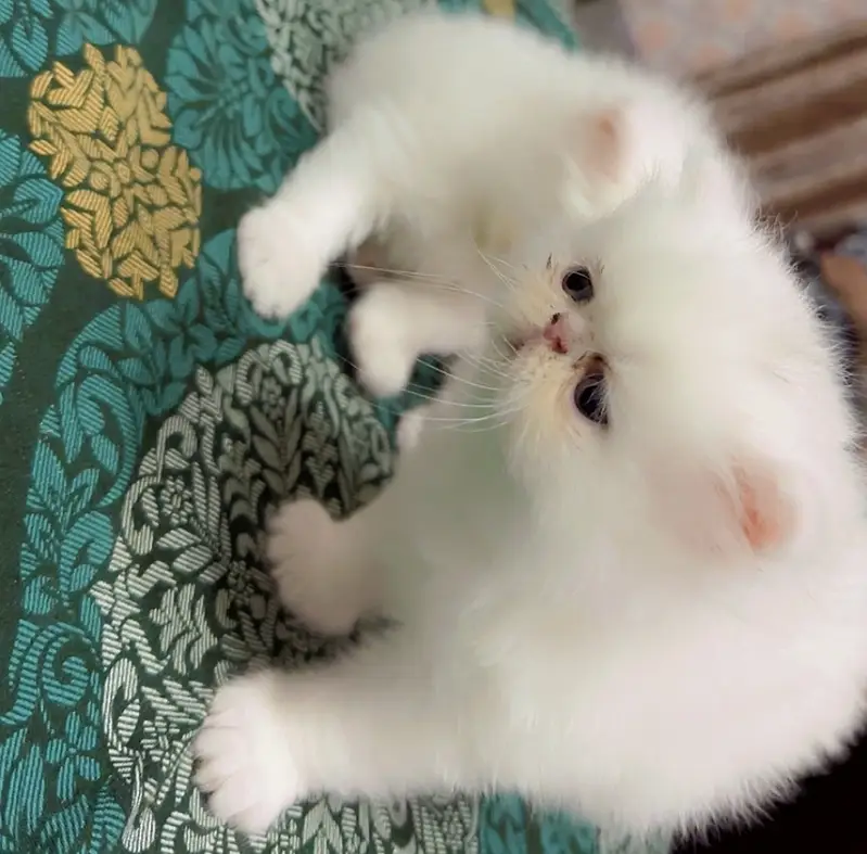 Persian Cat | Persian Kittens | Triple Coated Persian — photo 2