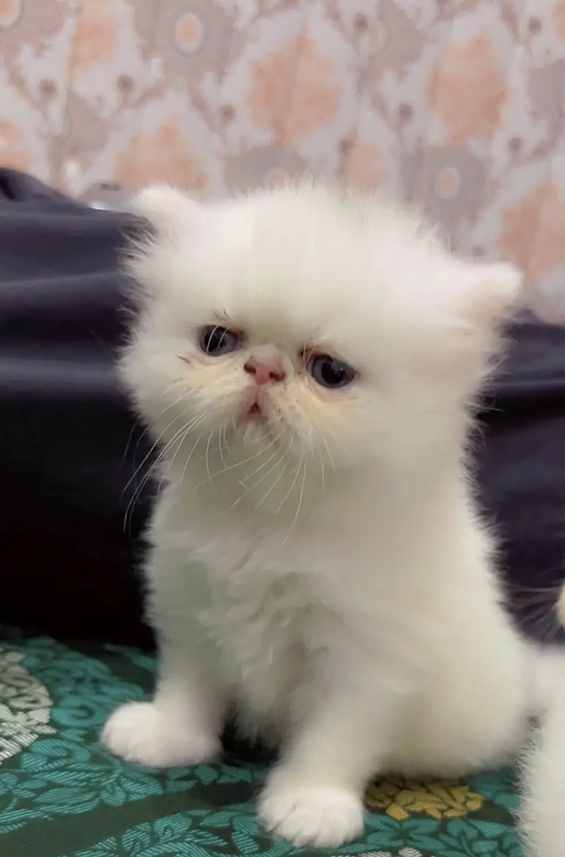 Persian Cat | Persian Kittens | Triple Coated Persian — photo 3