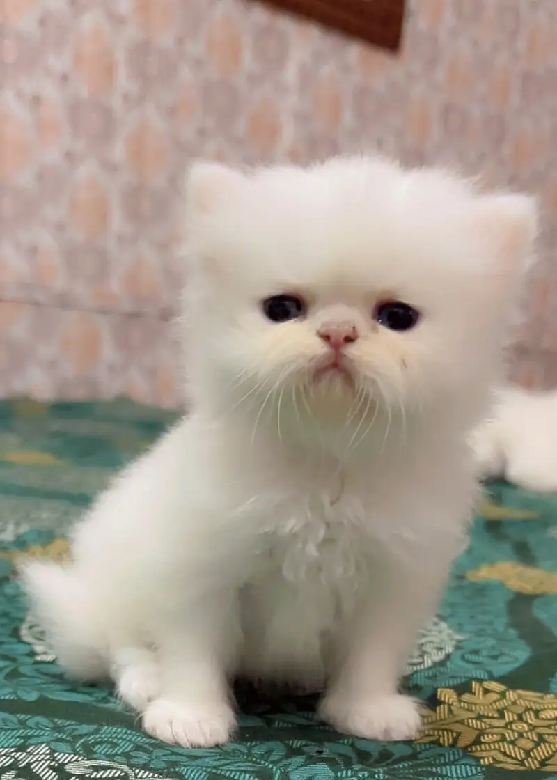 Persian Cat | Persian Kittens | Triple Coated Persian — photo 4