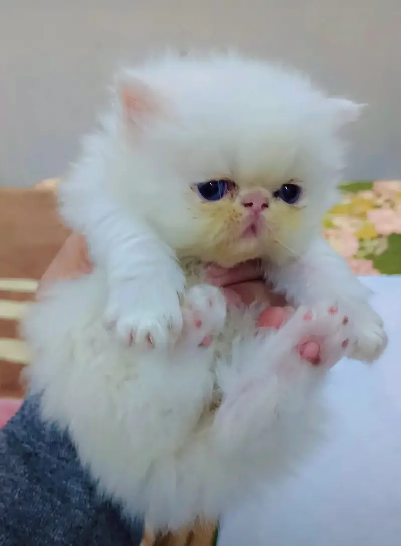 Persian Cat | Persian Kittens | Triple Coated Persian — photo 5