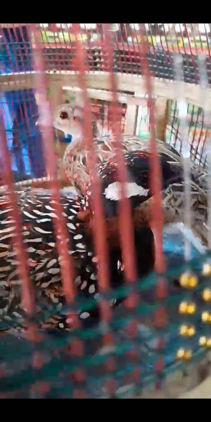 Sindhi teeter pair 0