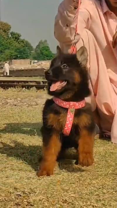 German Shepherd male puppy for sale