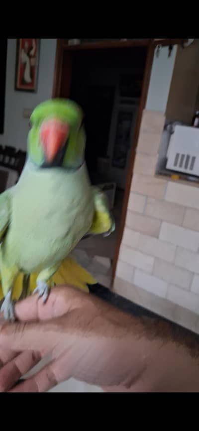 Tame & Talking Green Ringneck