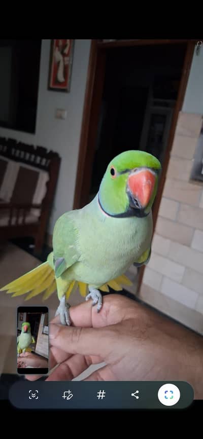 Tame & Talking Green Ringneck