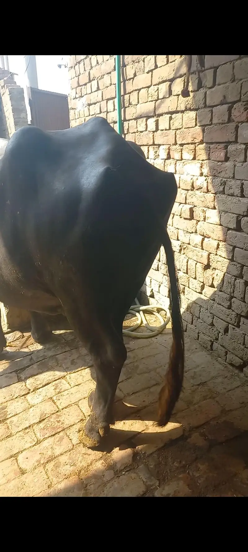 Mashallah 2ra swa jhoti 2.5mah ki ghbn dodh 6kg cnfrm — photo 2