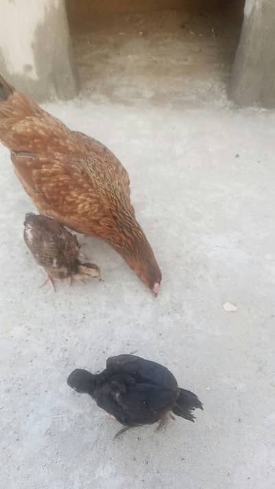 HEN WITH 3 CHICKS