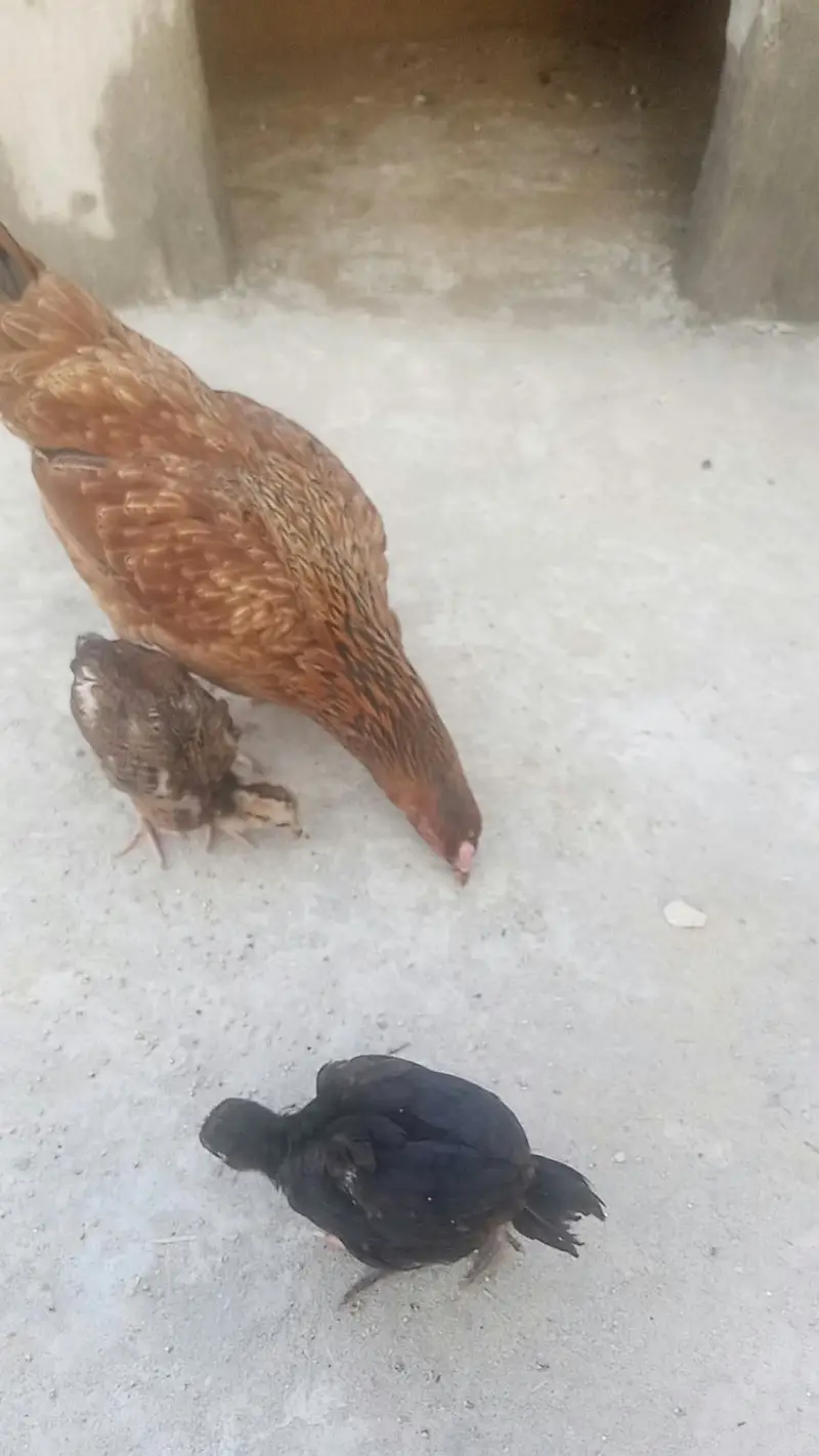 HEN WITH 3 CHICKS — photo 2