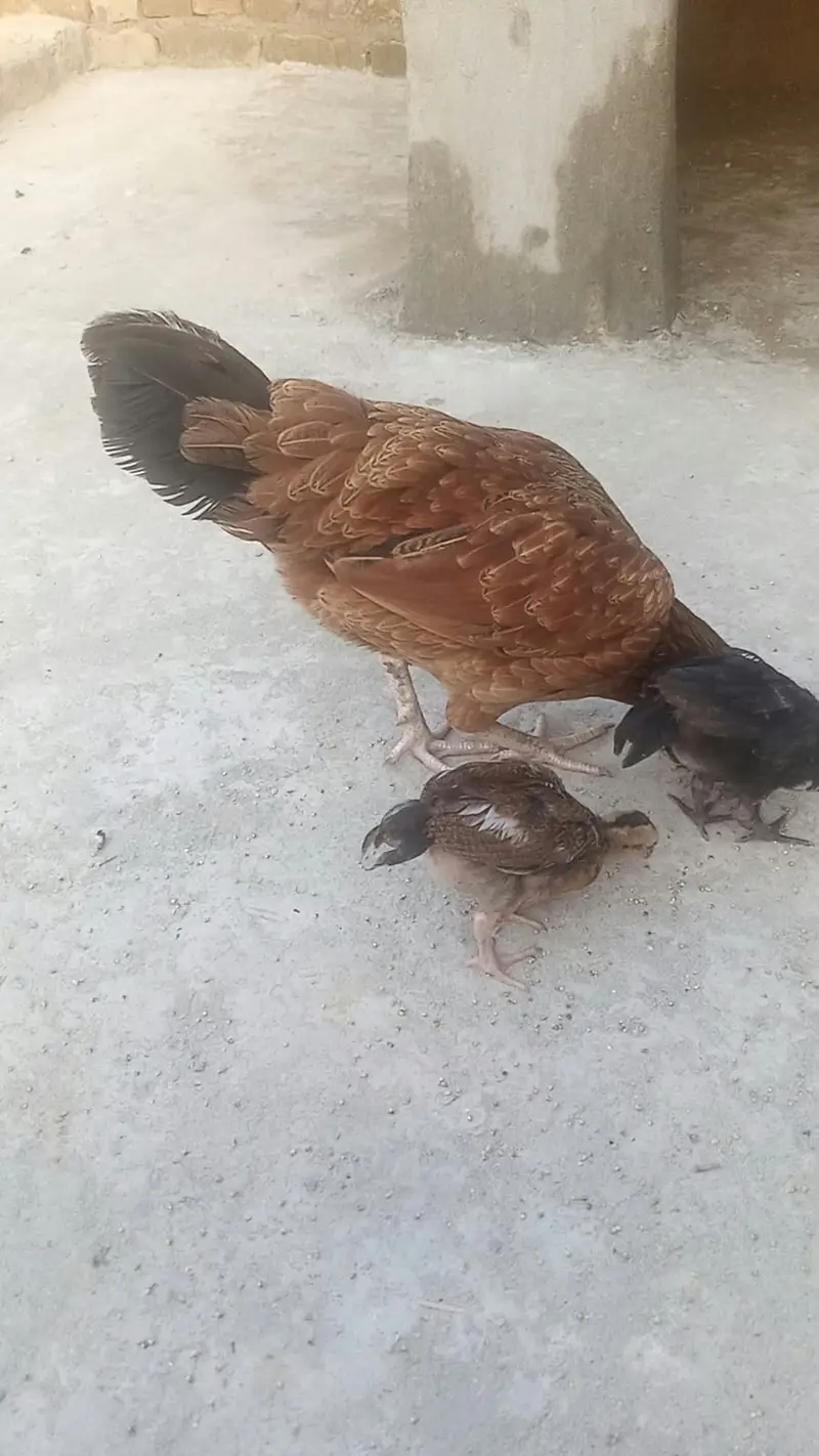 HEN WITH 3 CHICKS — photo 3
