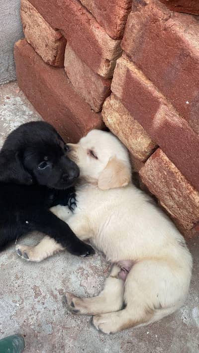 Labrador puppies