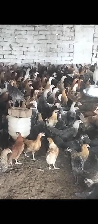 گولڈن مصری پٹھی