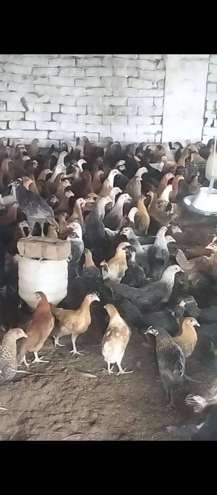گولڈن مصری پٹھی 0