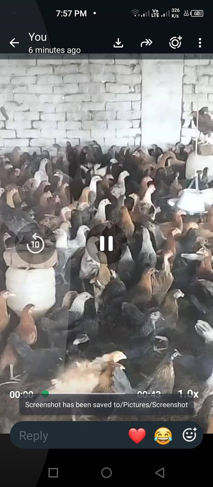 گولڈن مصری پٹھی 1