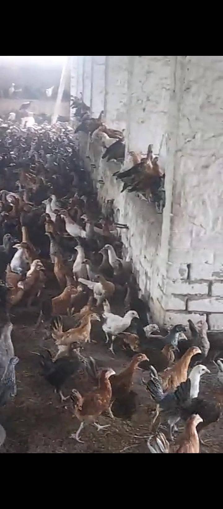 گولڈن مصری پٹھی 2