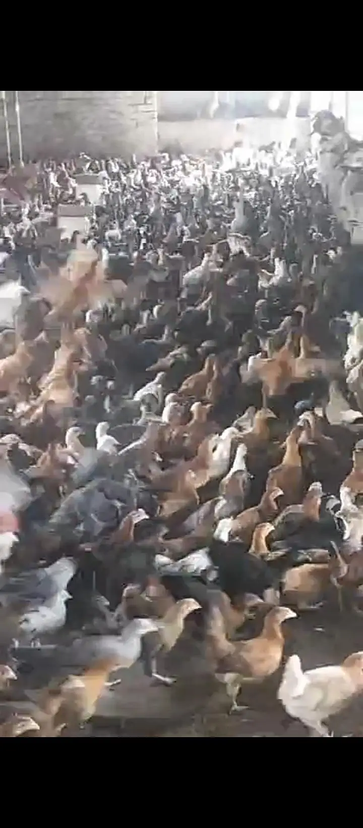 گولڈن مصری پٹھی — photo 4