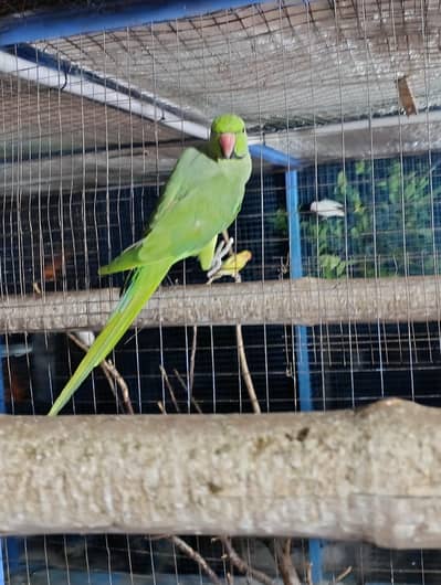 Ringneck breeder pair