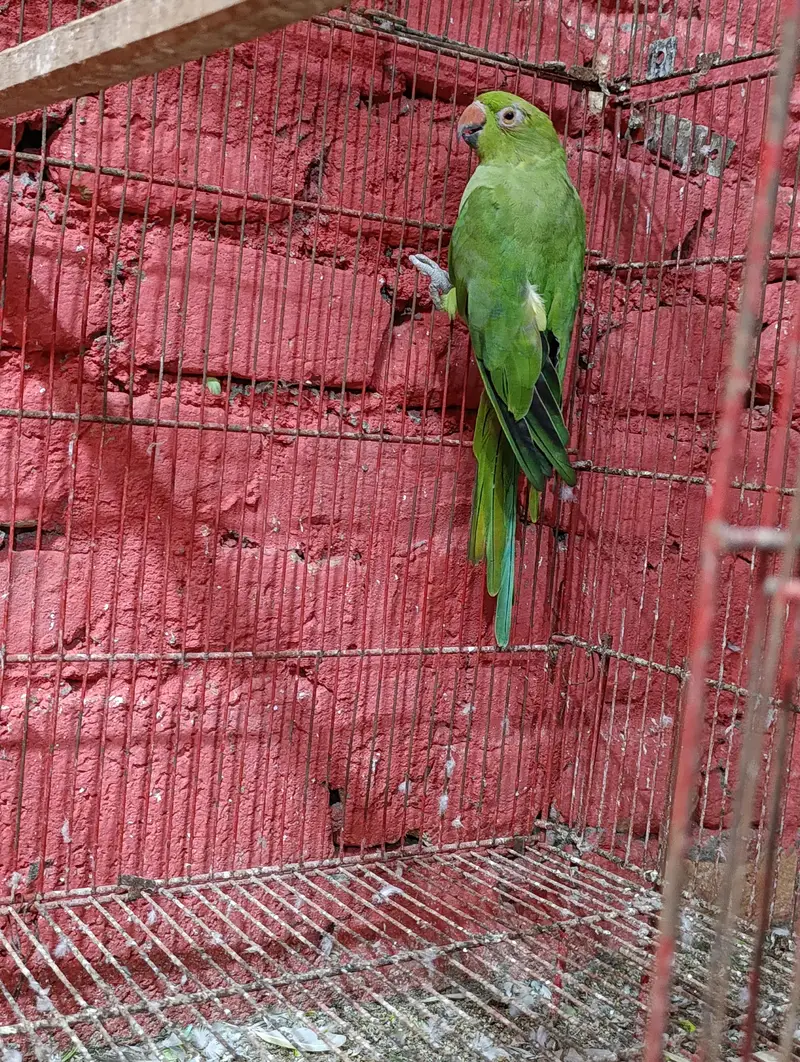Ringneck breeder pair — photo 2
