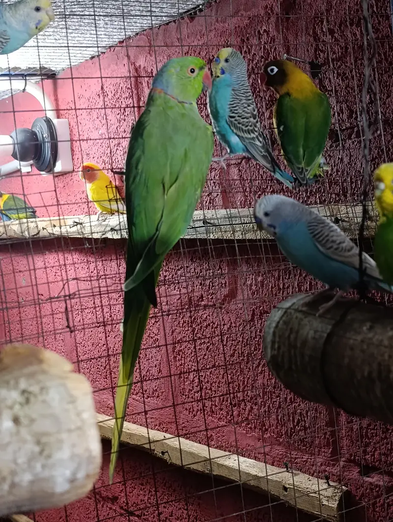 Ringneck breeder pair — photo 3