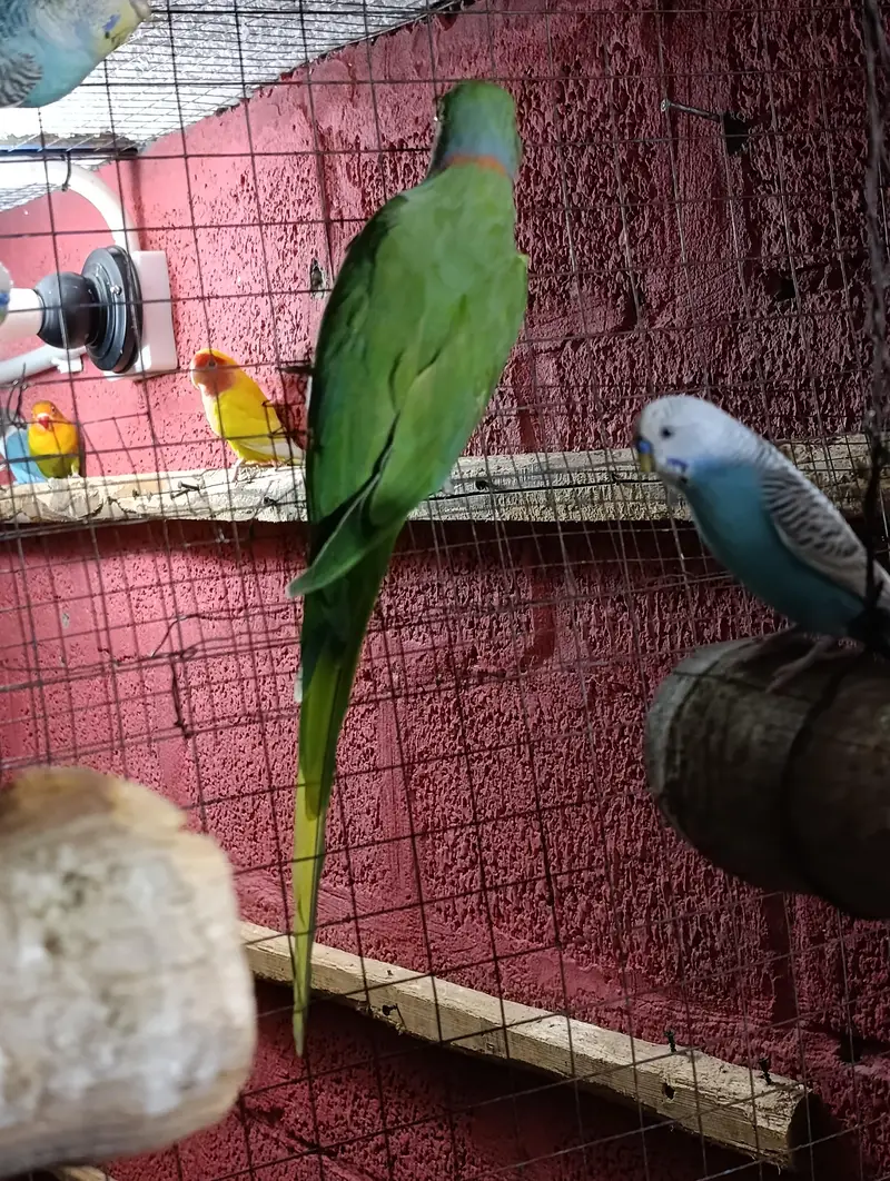 Ringneck breeder pair — photo 4