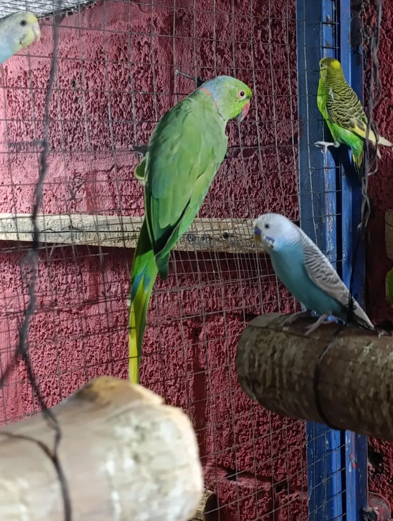Ringneck breeder pair — photo 5