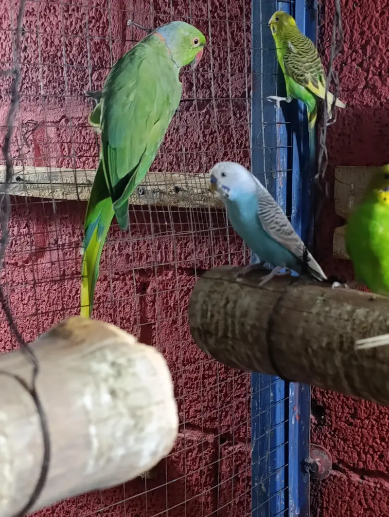 Ringneck breeder pair — photo 6