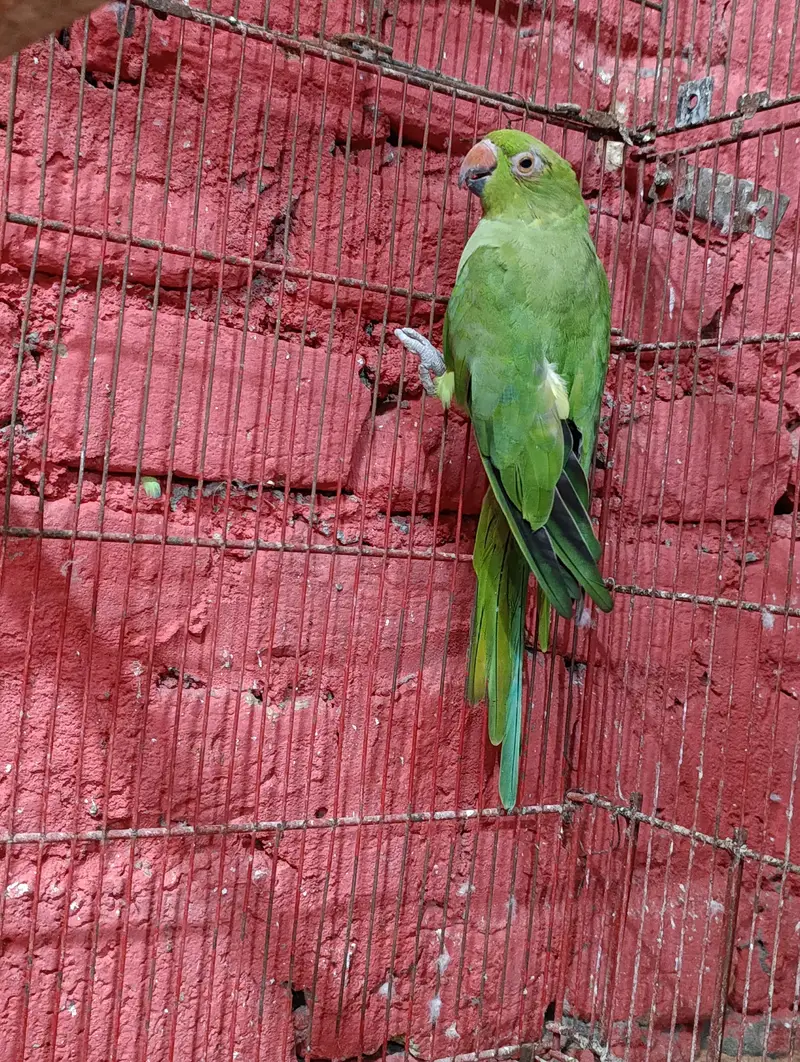 Ringneck breeder pair — photo 7