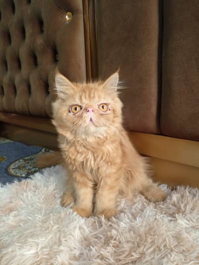 piki male kitten