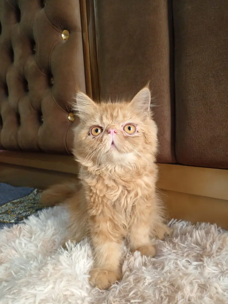 piki male kitten — photo 2