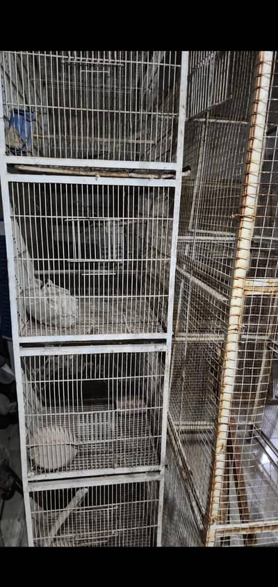 Cage Birds Cage