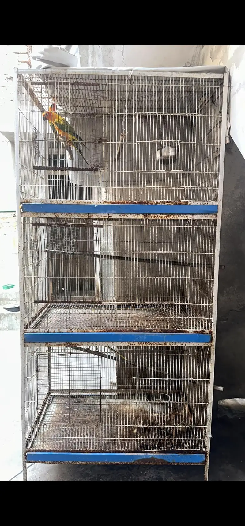 Cage Birds Cage — photo 4
