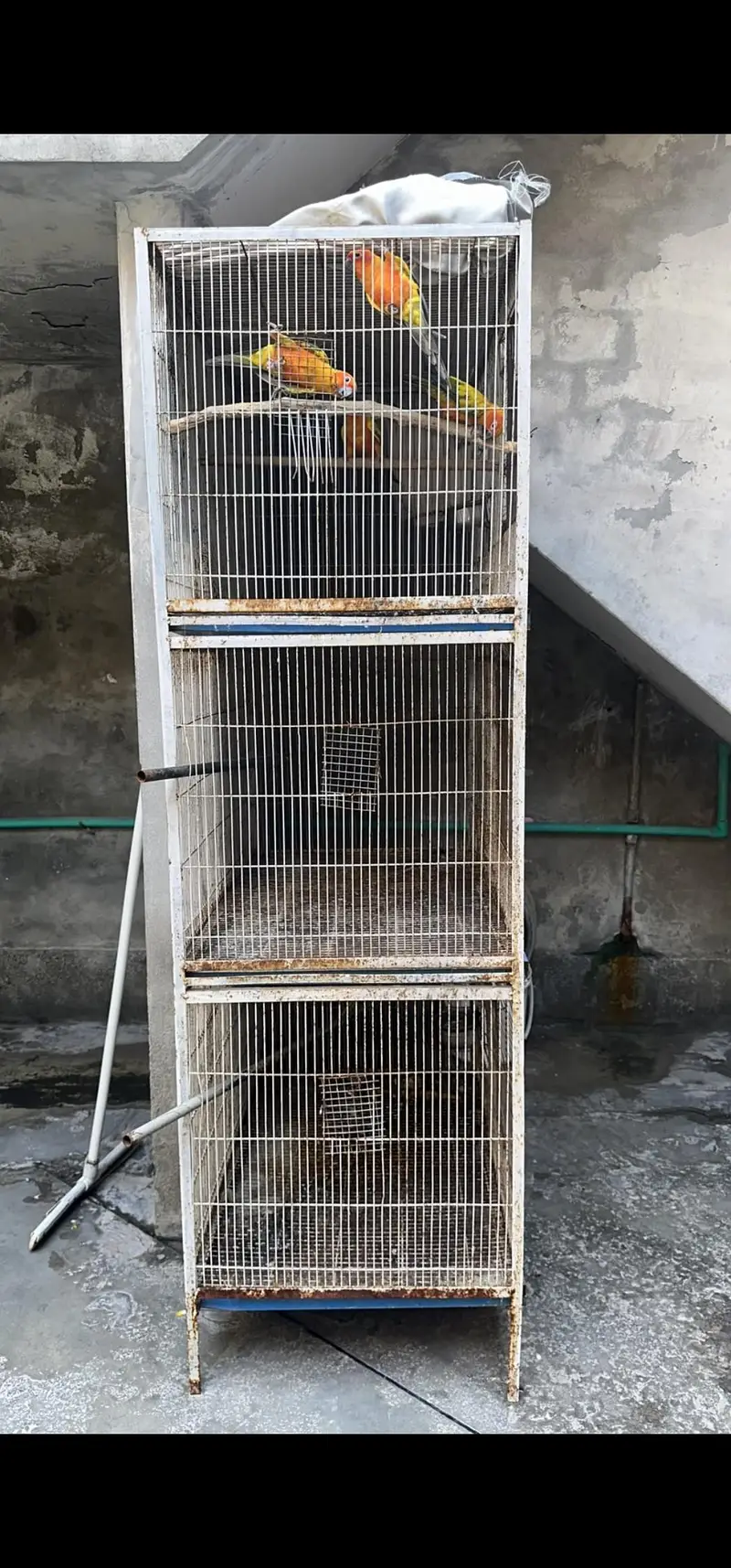 Cage Birds Cage — photo 5