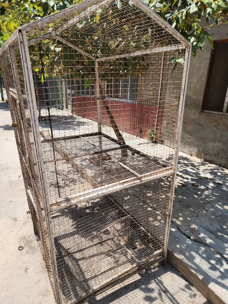 Cage Birds Cage — photo 6