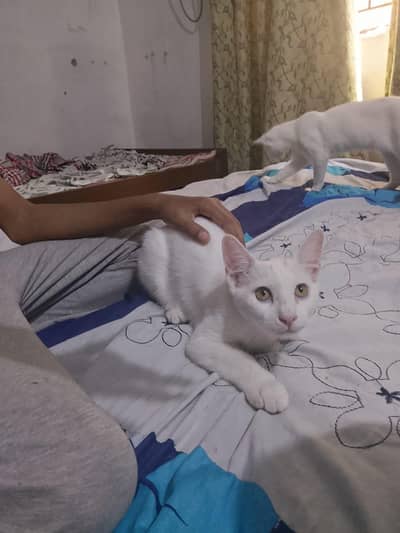 Persian cat male and female WhatsApp call 03455370952