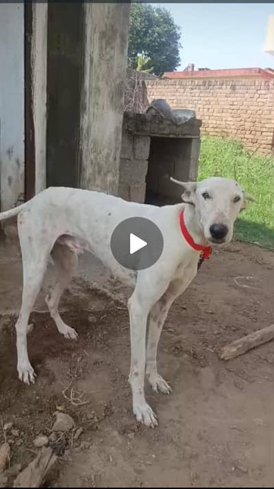 sikhari dog for sale